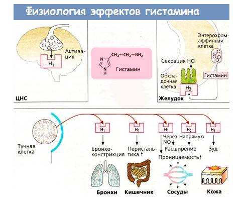 Биологическая роль гистамина Биологическая роль гистамина