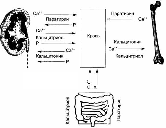 Биосинтез Кальцитриола Биосинтез Кальцитриола