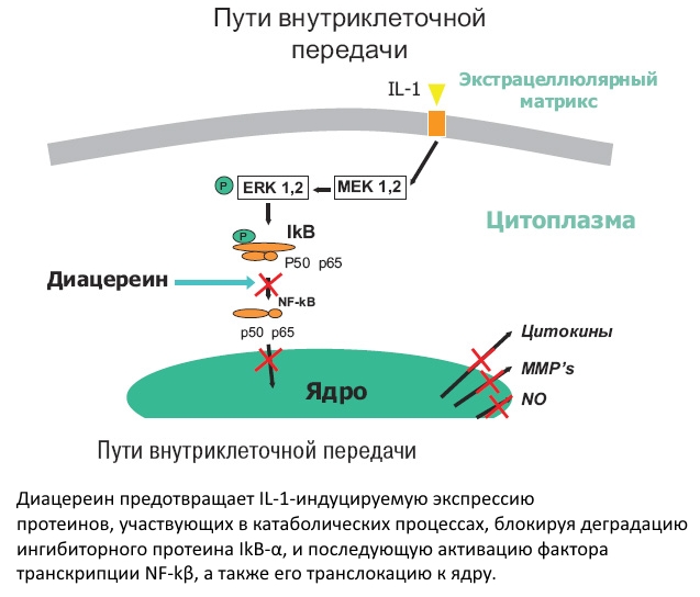 Действие Диацереина Действие Диацереина