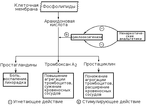 Действие ненаркотических анальгетиков Действие ненаркотических анальгетиков