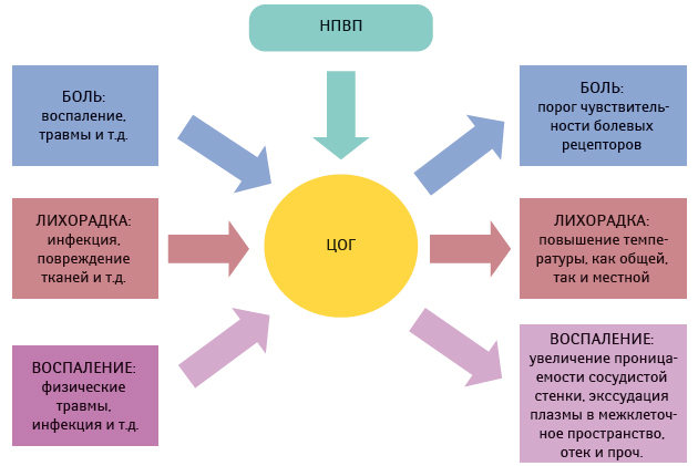Действие НПВС на боль лихорадку и воспаление Действие НПВС на боль лихорадку и воспаление