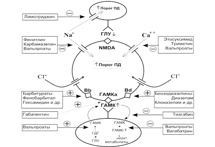 Действие различных групп противосудорожных препаратов Действие различных групп противосудорожных препаратов
