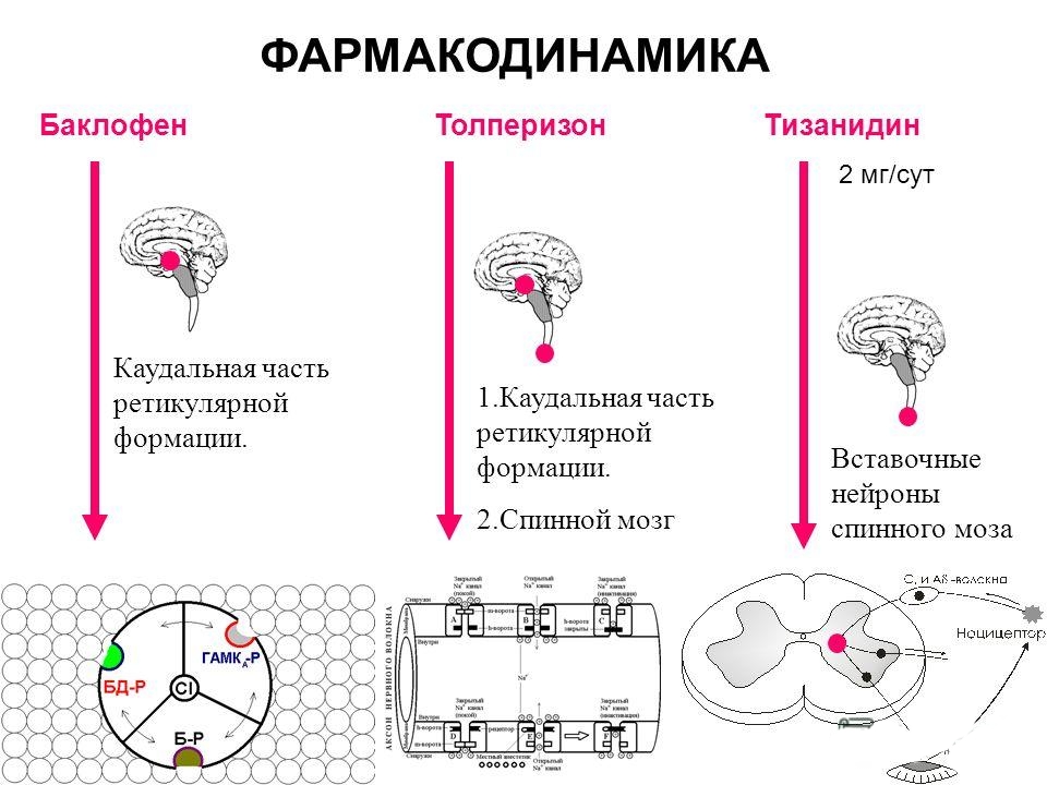 Фармакодинамика Толперизона, Тизанидина и Баклофена