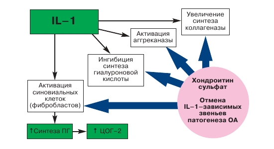 Функции хондроитина сульфата Функции хондроитина сульфата