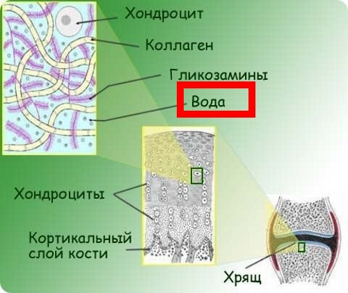 Вода в составе хрящевой ткани Вода в составе хрящевой ткани