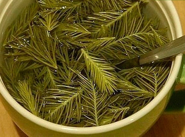 Хвойно-керосиновый настой Хвойно-керосиновый настой