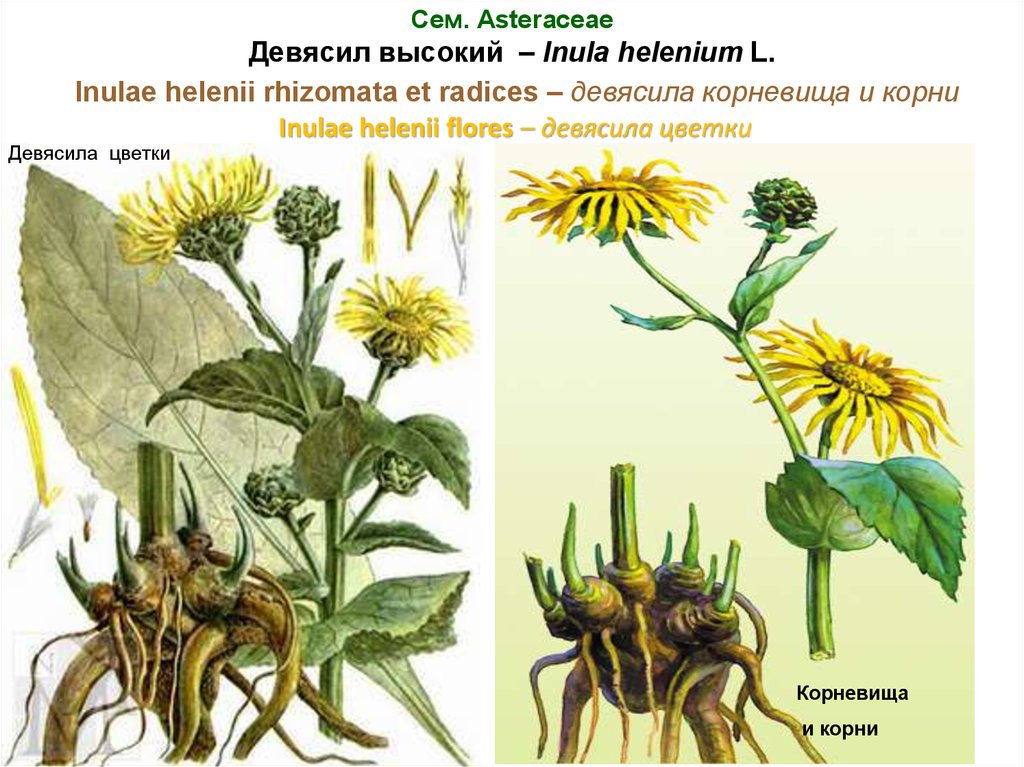 Лечебные части девясила Лечебные части девясила