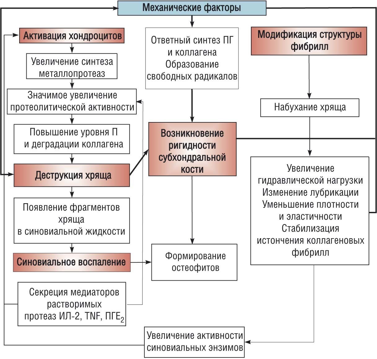 Механические факторы остеоартроза Механические факторы остеоартроза