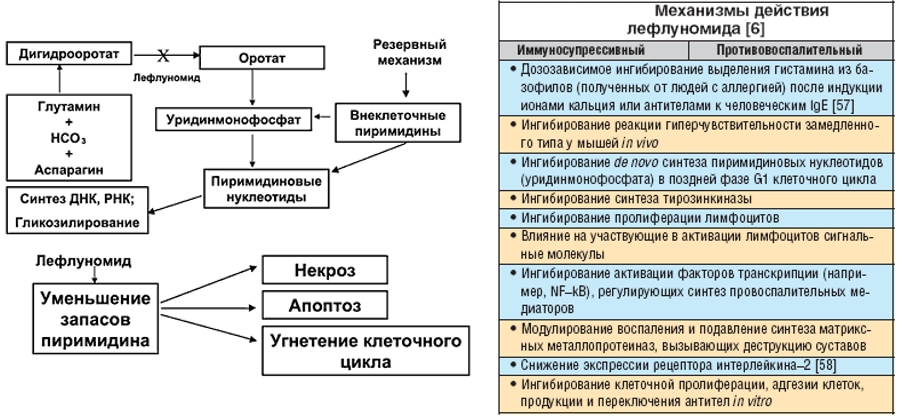 Механизм действия Лефлуномида Механизм действия Лефлуномида