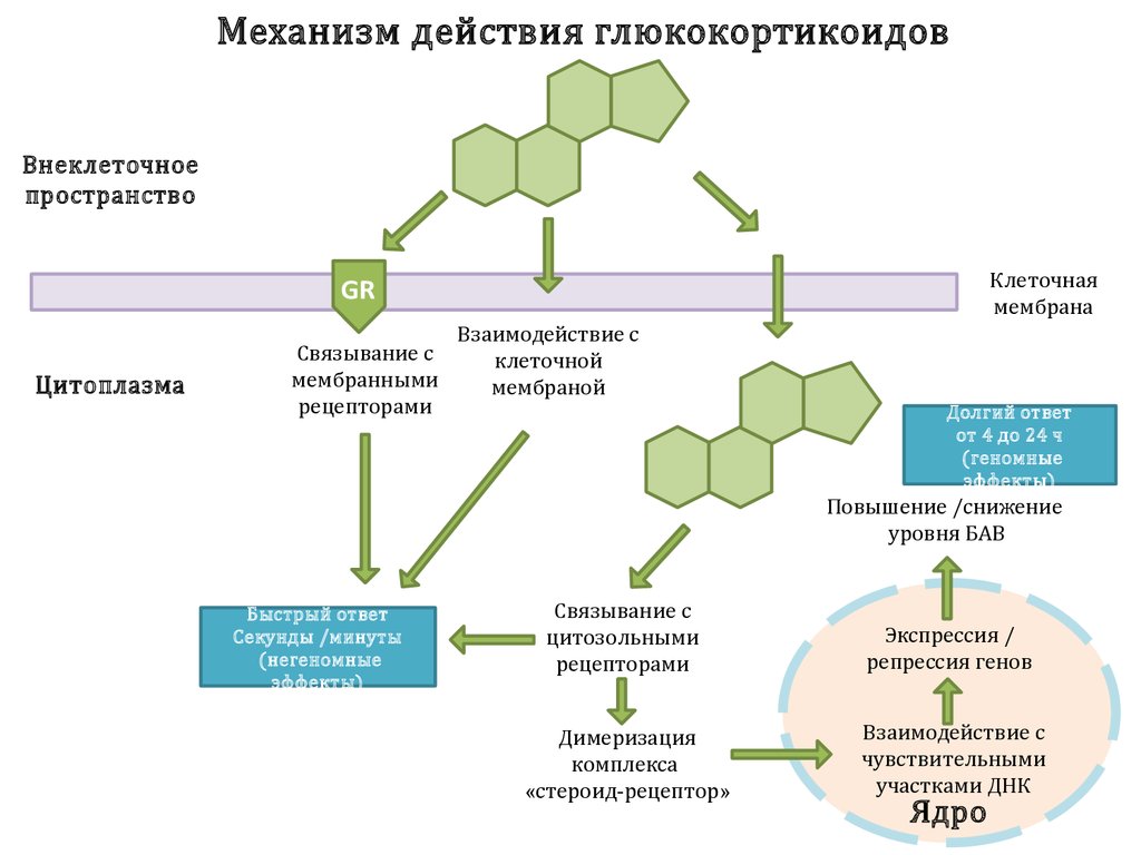 Механизм действия глюкокортикоидов Механизм действия глюкокортикоидов