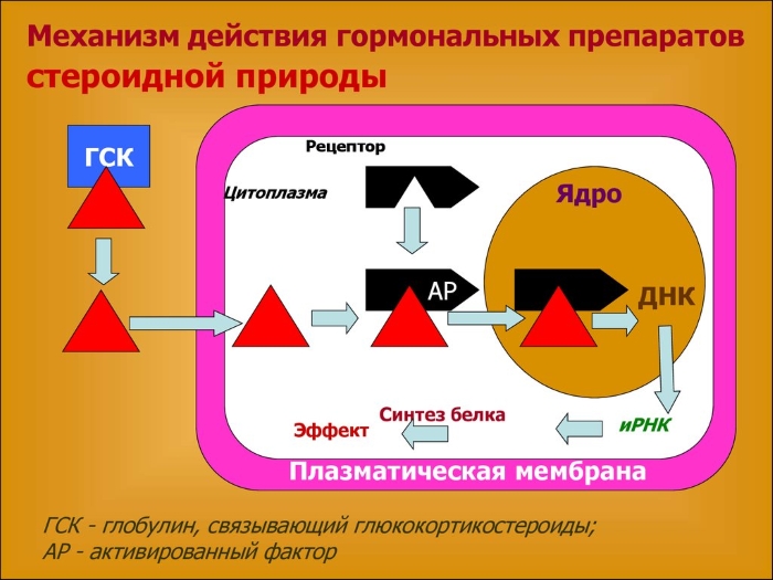 Механизм действия гормональных глюкокортикостероидов Механизм действия гормональных глюкокортикостероидов