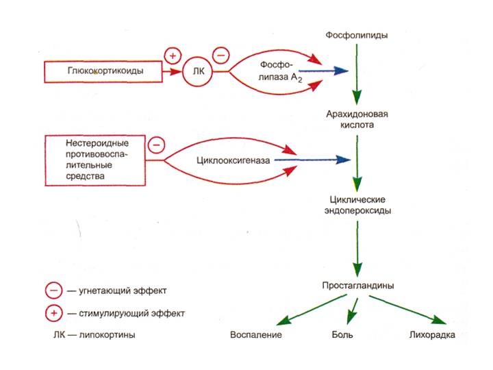 Механизм действия ненаркотических анальгетиков Механизм действия ненаркотических анальгетиков