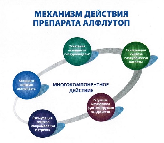 Механизм действия препарата Алфутоп Механизм действия препарата Алфутоп