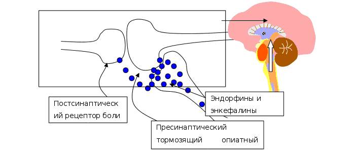 Механизм действия наркотических анальгетиков Механизм действия наркотических анальгетиков