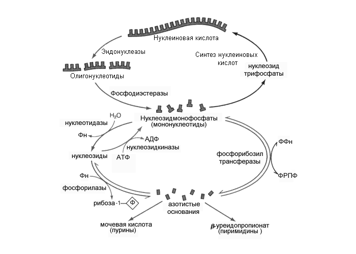 Метаболизм пуриновых и пиримидиновых нуклеотидов Метаболизм пуриновых и пиримидиновых нуклеотидов