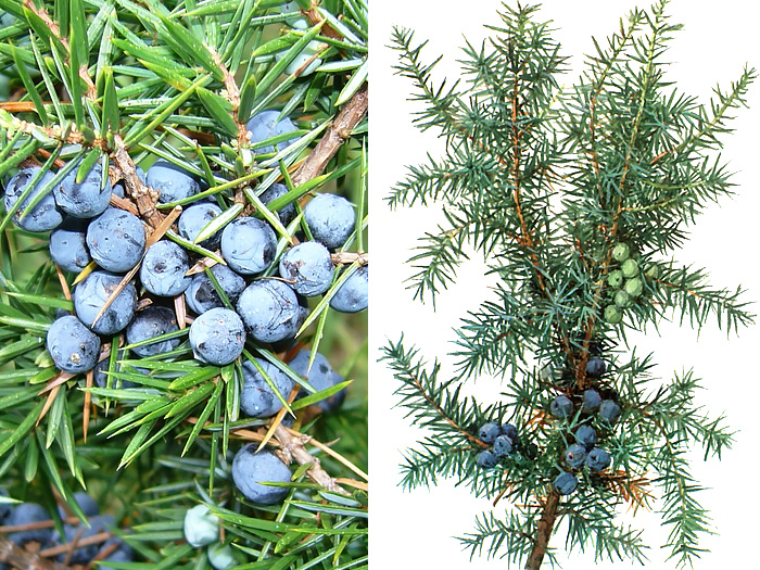 Можжевельник Можжевельник
