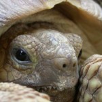 Насморк - симптом пневмонии Насморк - симптом пневмонии