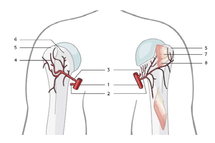 Нехватка кровоснабжения плечевой кости Нехватка кровоснабжения плечевой кости