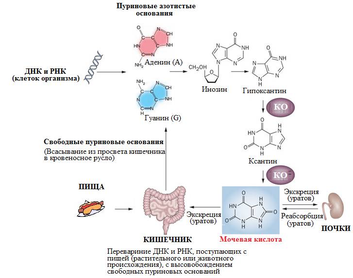 Образование мочевой кислоты и развитие подагры Образование мочевой кислоты и развитие подагры