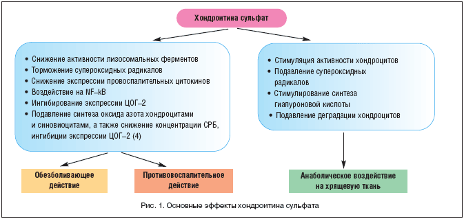 Основные эффекты хондроитина сульфата Основные эффекты хондроитина сульфата