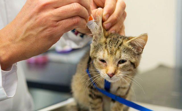 Отит у кошки - капли