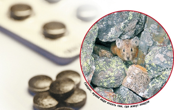 Мумие - продукт жизнидеятельности пищух Мумие - продукт жизнидеятельности пищух