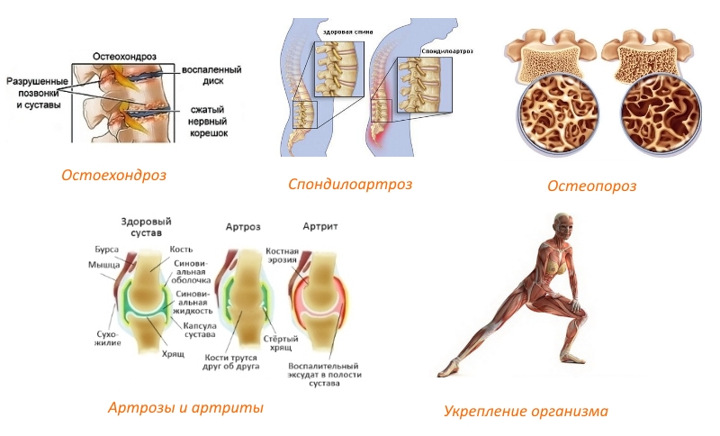 Показания для приема Хондрамина Показания для приема Хондрамина