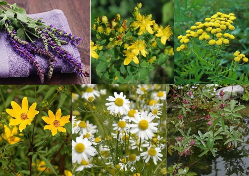 Полезные травы при подагре Полезные травы при подагре