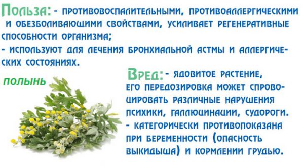 Польза и вред полыни Польза и вред полыни