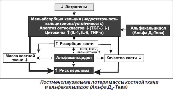 Постменопаузальная потеря массы костей Постменопаузальная потеря массы костей