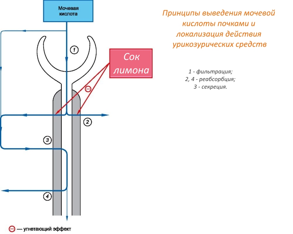 Принципы выведения мочевой кислоты почками с помощью сока лимона Принципы выведения мочевой кислоты почками с помощью сока лимона