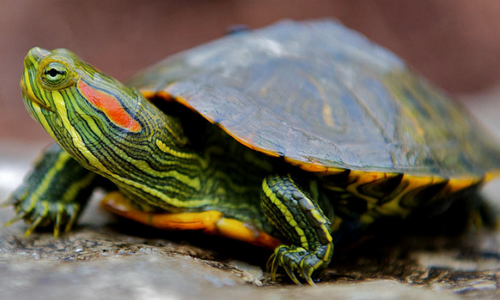 Проблема пневмонии у красноухих черепах Проблема пневмонии у красноухих черепах