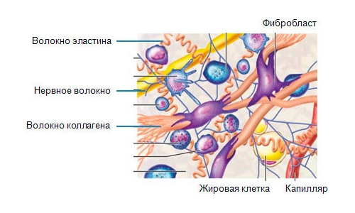 Процесс синтеза коллагена в организме Процесс синтеза коллагена в организме