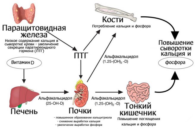 Регулирование уровня кальция и фосфора в крови паратиреоидным гормоном Регулирование уровня кальция и фосфора в крови паратиреоидным гормоном