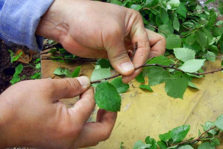 Сбор листьев березы Сбор листьев березы