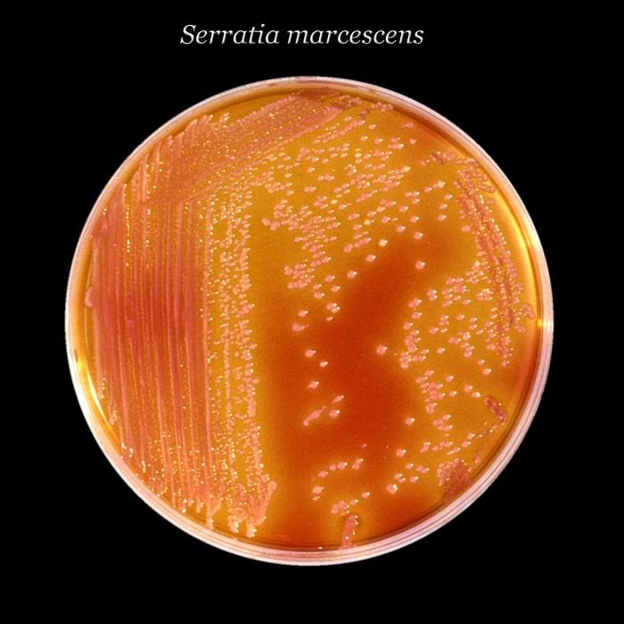 Бактерия Serratia E15 Бактерия Serratia E15