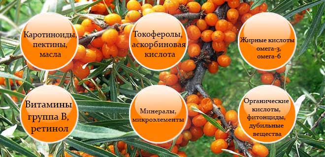 Состав облепихи Состав облепихи