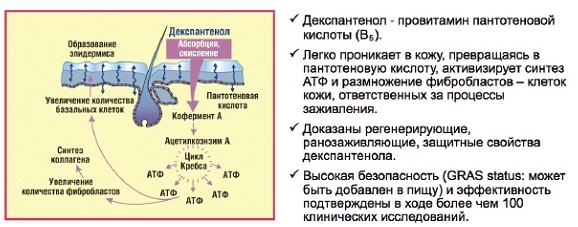 Свойства Декспантенола Свойства Декспантенола