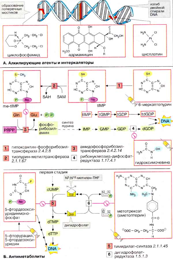 Цитостатики Цитостатики