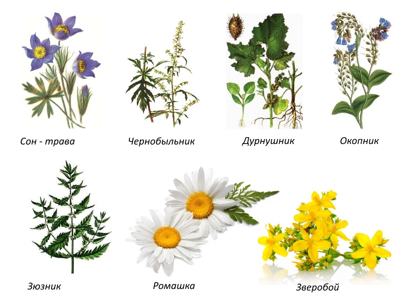 Травы при остеопорозе Травы при остеопорозе