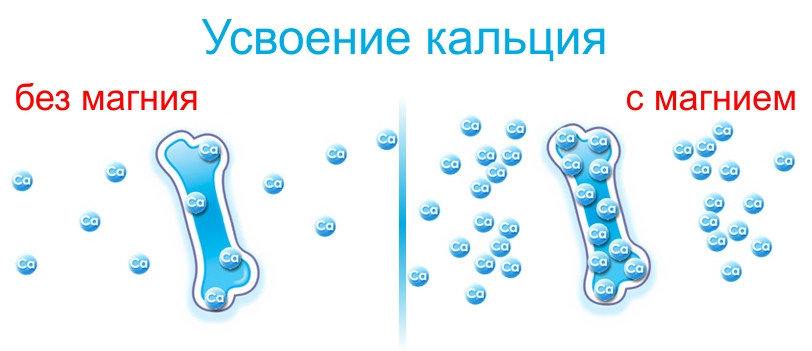 Усвоение кальция с магнием Усвоение кальция с магнием