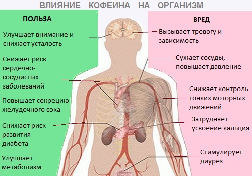 Влияние кофеина на организм Влияние кофеина на организм