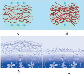 Восстановление ткани хряща Восстановление ткани хряща