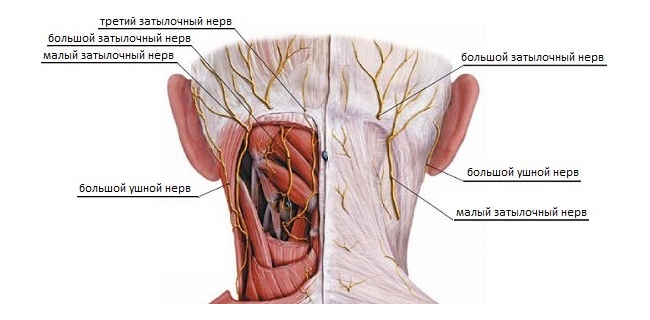 Затылочные нервы Затылочные нервы