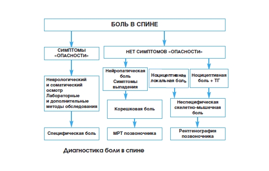 Алгоритм диагностики боли в спине Алгоритм диагностики боли в спине