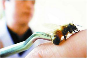 Профессиональное лечение пчелиным ядом Профессиональное лечение пчелиным ядом