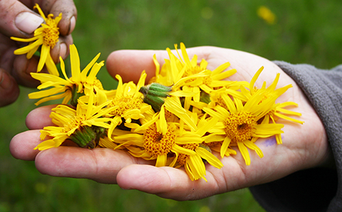 Лекарственная арника