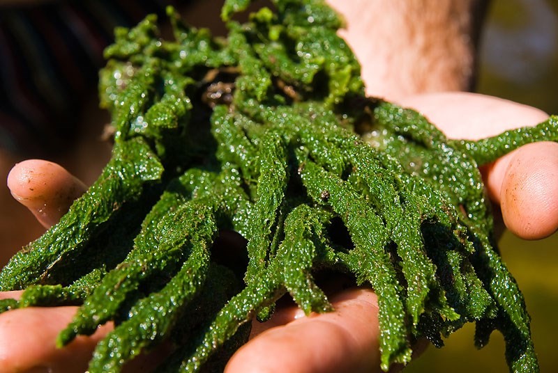 Водоросль бадяга