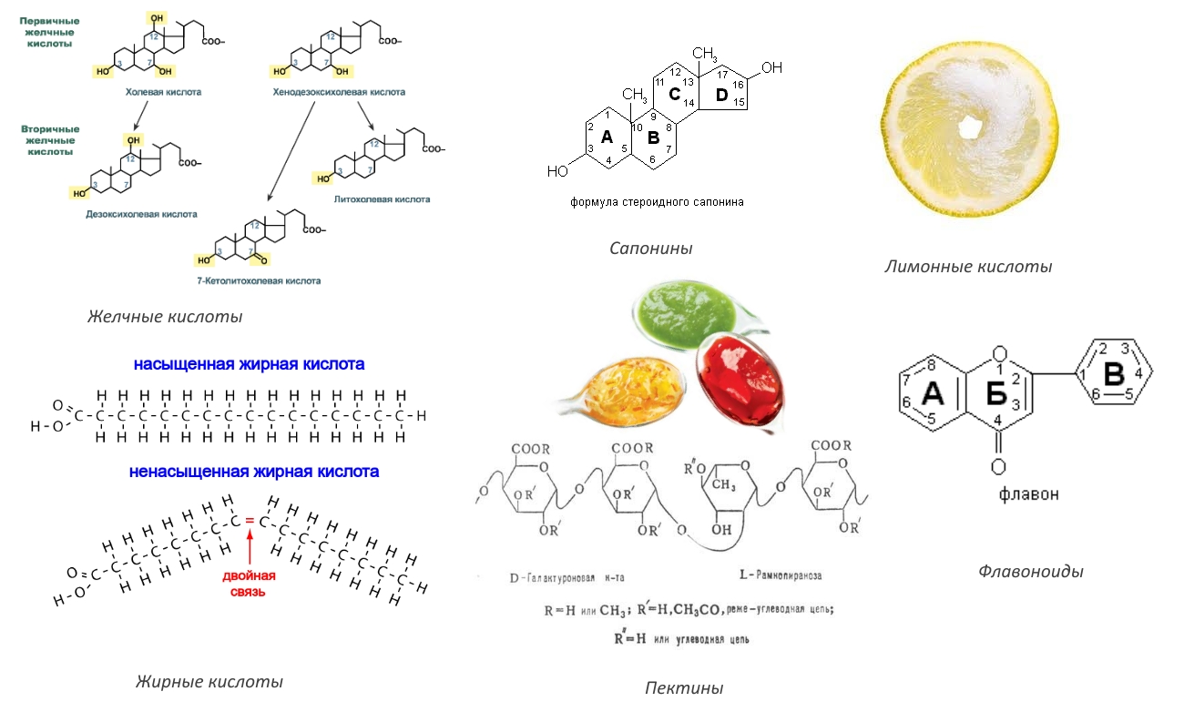 Биоактивные вещества маклюры Биоактивные вещества маклюры
