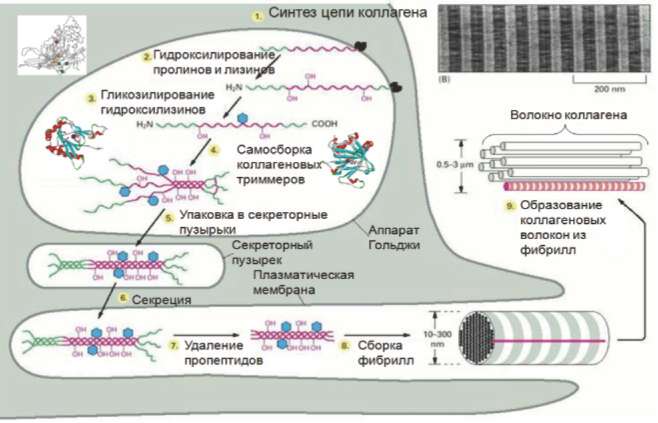 Биосинтез коллагена Биосинтез коллагена